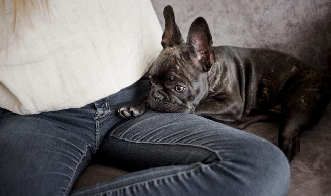 a dog lying on a person's legs