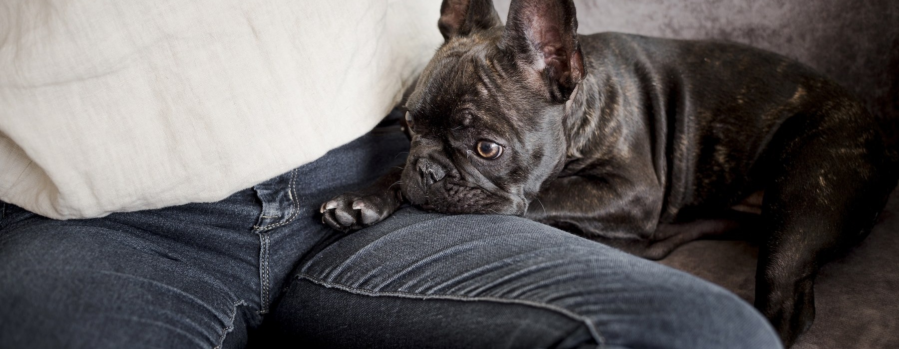 a dog lying on a person's legs